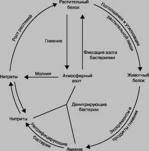 белковая диета результаты